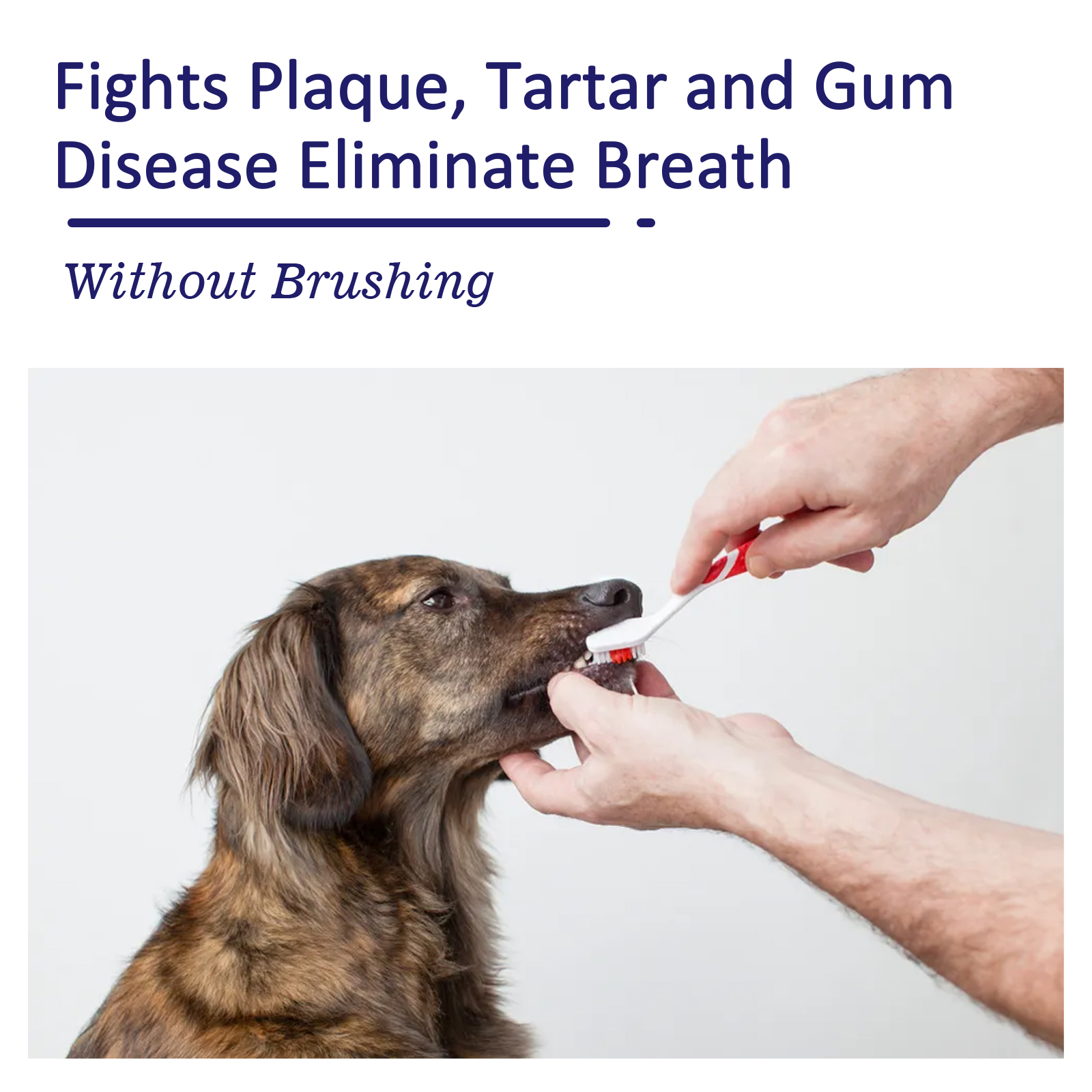 Pet Toothpaste Reduce Tartar R - مراجعة Teeth Whitening Toothpaste وسعره