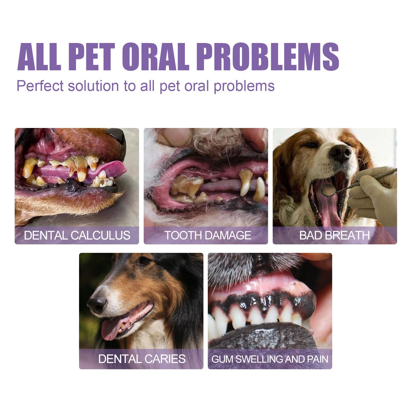 Pet Oral Repair Gel Puppy Tart - مراجعة Teeth Whitening Paste وسعره